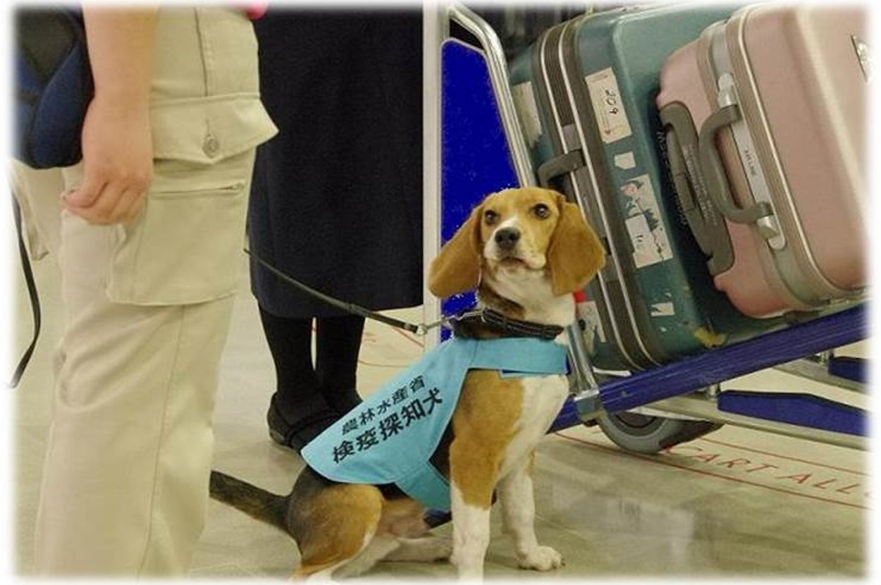 動植物検疫探知犬（動物検疫所「動植物検疫探知犬について」のページより）