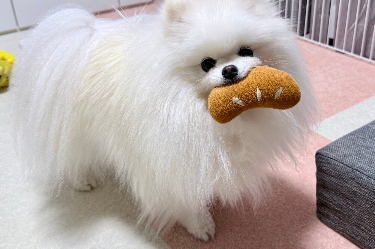 パンのおもちゃで遊ぶおもちちゃん／飼い主さんのX（@omochi_pome16）より