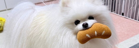 パンのおもちゃで遊ぶおもちちゃん／飼い主さんのX（@omochi_pome16）より