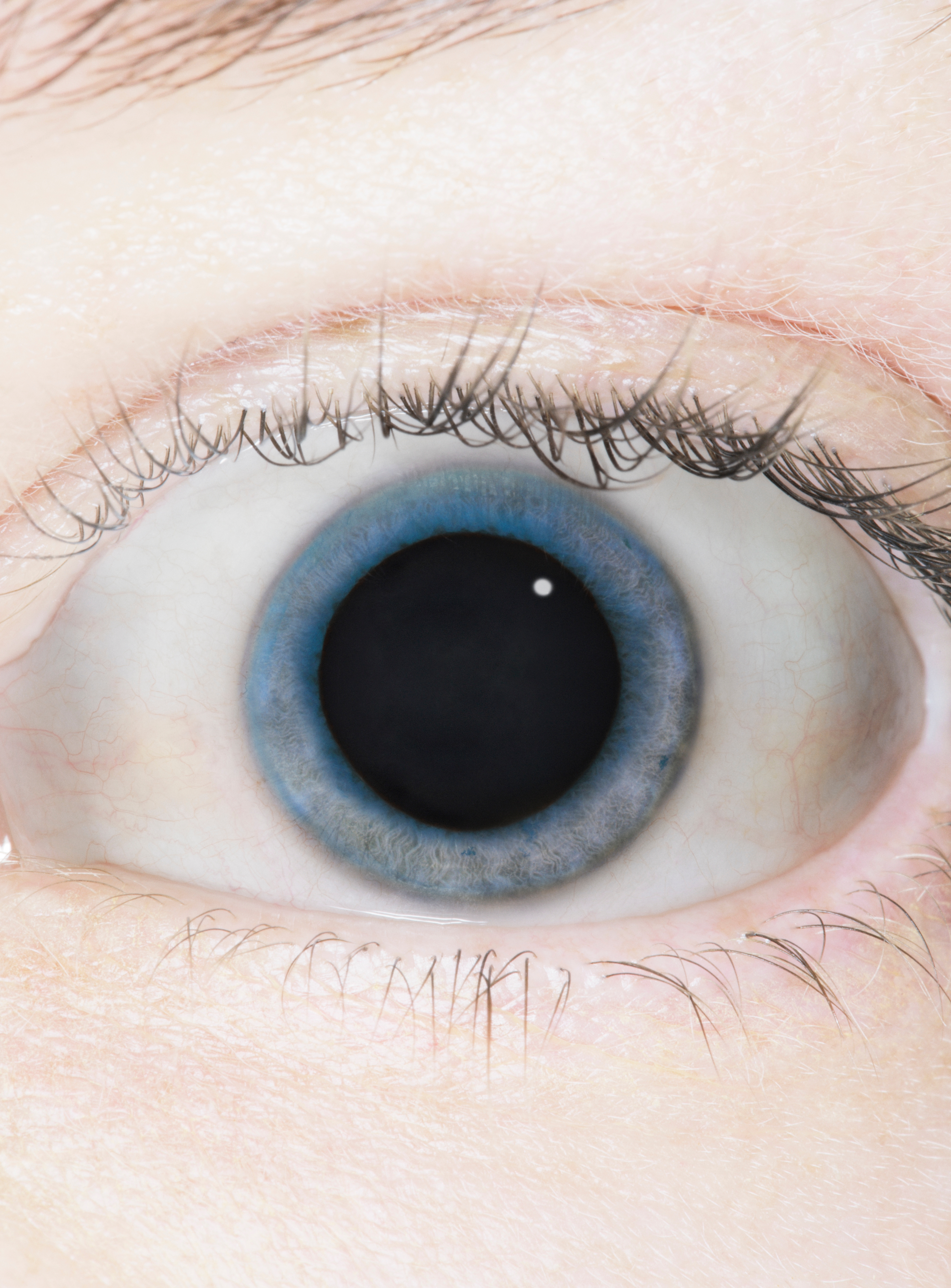 Close-up of a quality  oculus  with elaborate  absorption   connected  the iris and pupil