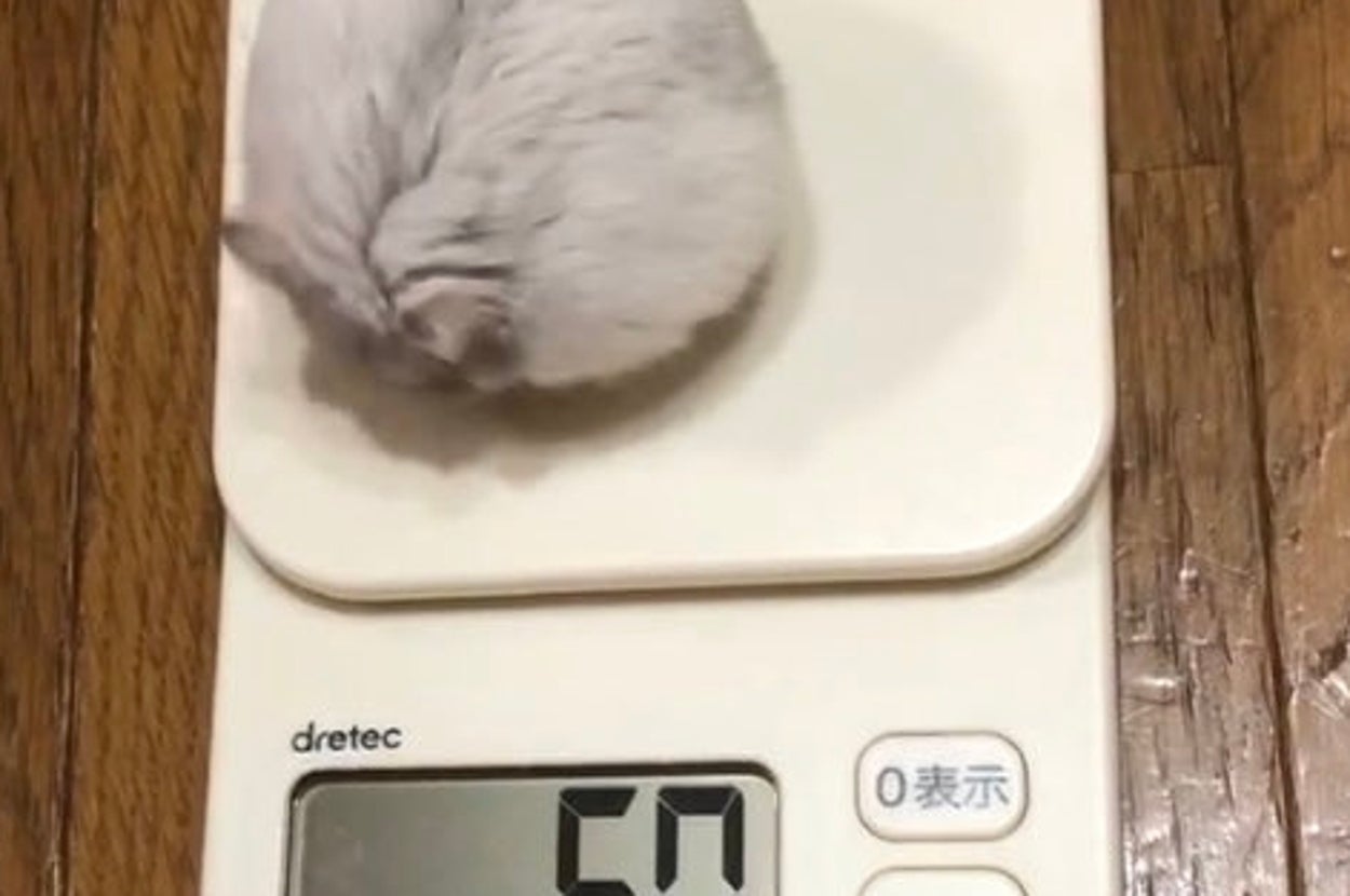 食前のましろくん／飼い主さんのX（@36_1970）より