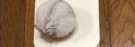 食前のましろくん／飼い主さんのX（@36_1970）より