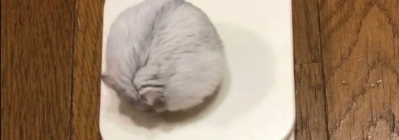 食前のましろくん／飼い主さんのX（@36_1970）より