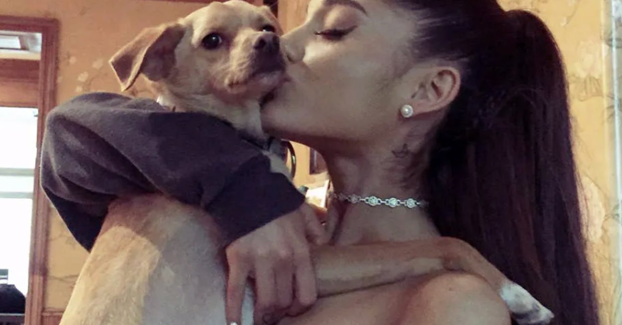 What Dog Should You Get?