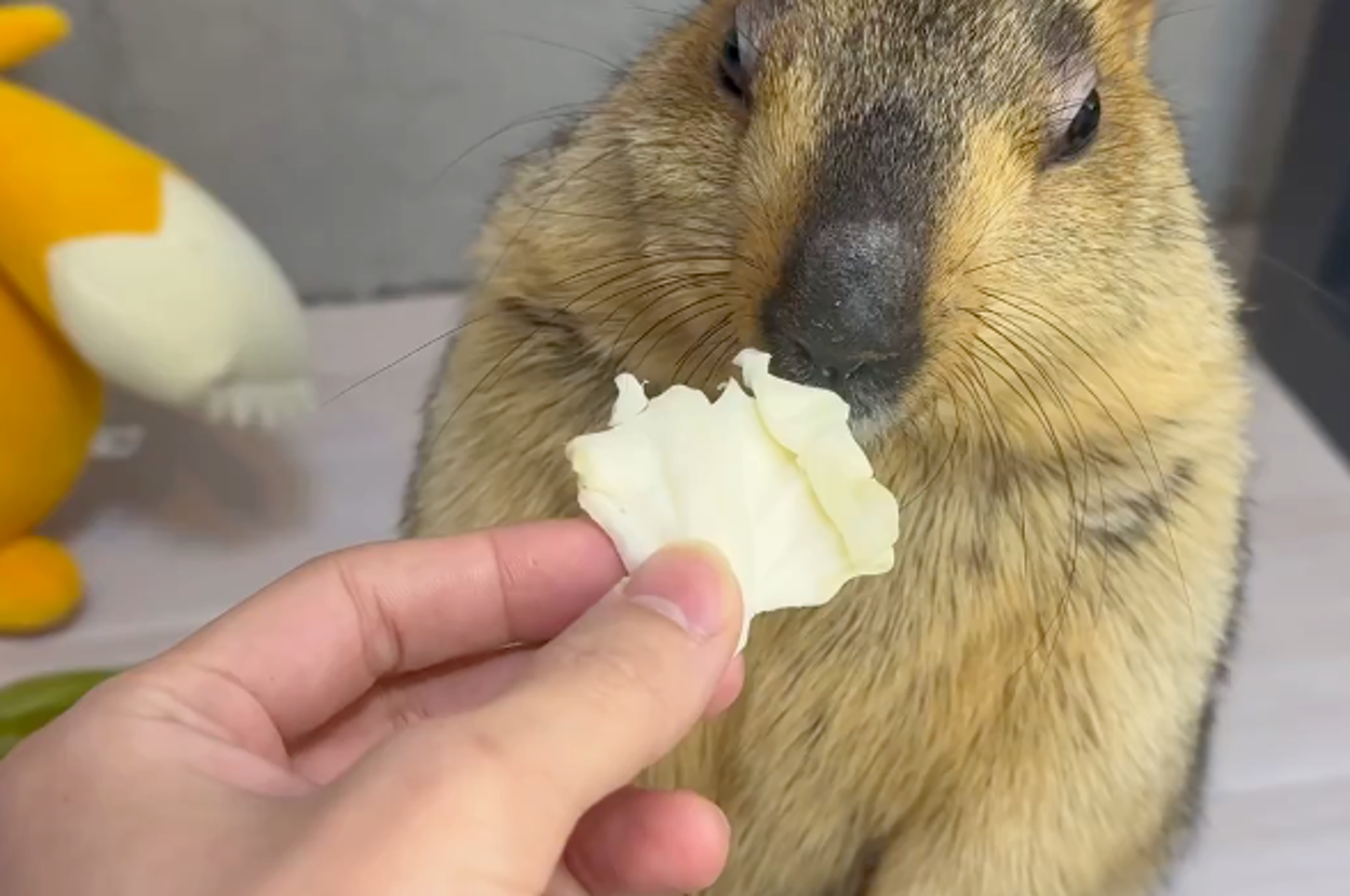 ドクターマーモット（@dr_marmot_）さんの投稿より、キャベツの匂いを嗅ぐまもちくん