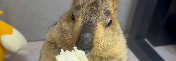 ドクターマーモット（@dr_marmot_）さんの投稿より、キャベツの匂いを嗅ぐまもちくん