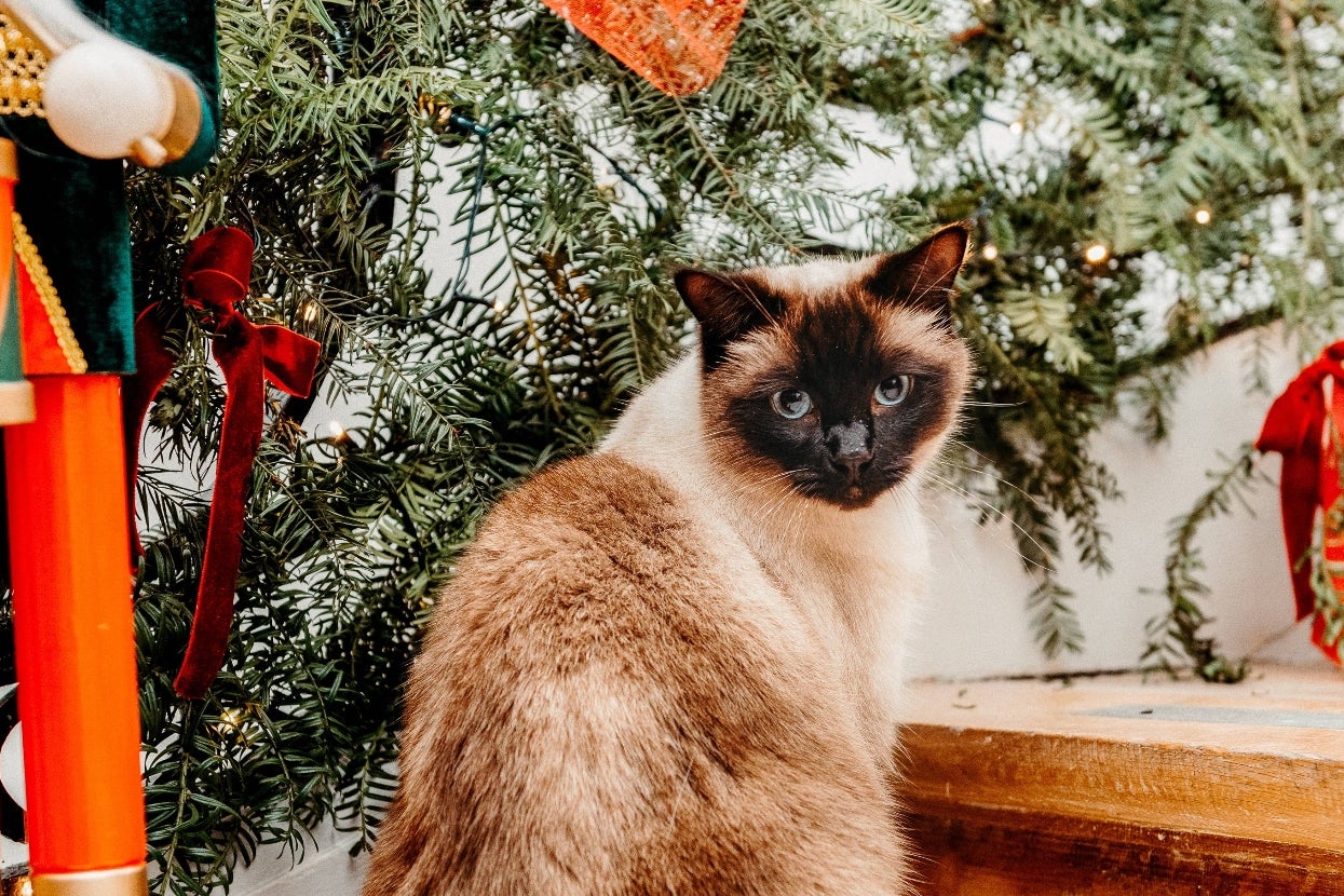 Only True Cat Lovers Will Be Able To Handle What This Quiz Reveals About Their Seasonal Personality
