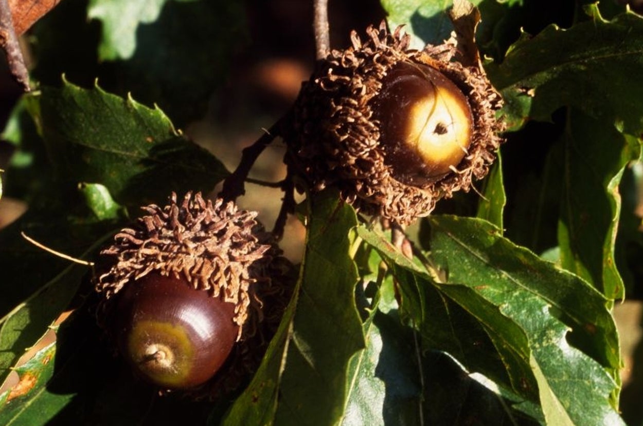 枝についた2つのどんぐりイメージ