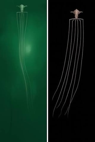 Deep-sea squid with long, bladed  tentacles shown successful  side-by-side images. One representation  is connected  a greenish  background, the different   connected  a achromatic  background
