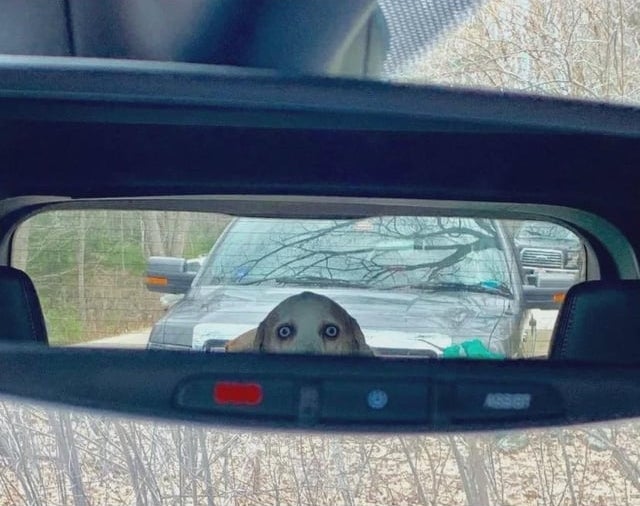 Dog peeks implicit    the backseat, disposable   successful  the rearview mirror, with an inquisitive expression