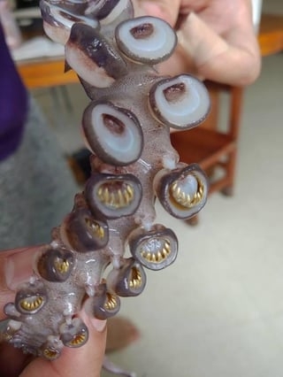 Close-up of an octopus limb  with disposable   suckers, showcasing intricate patterns and textures