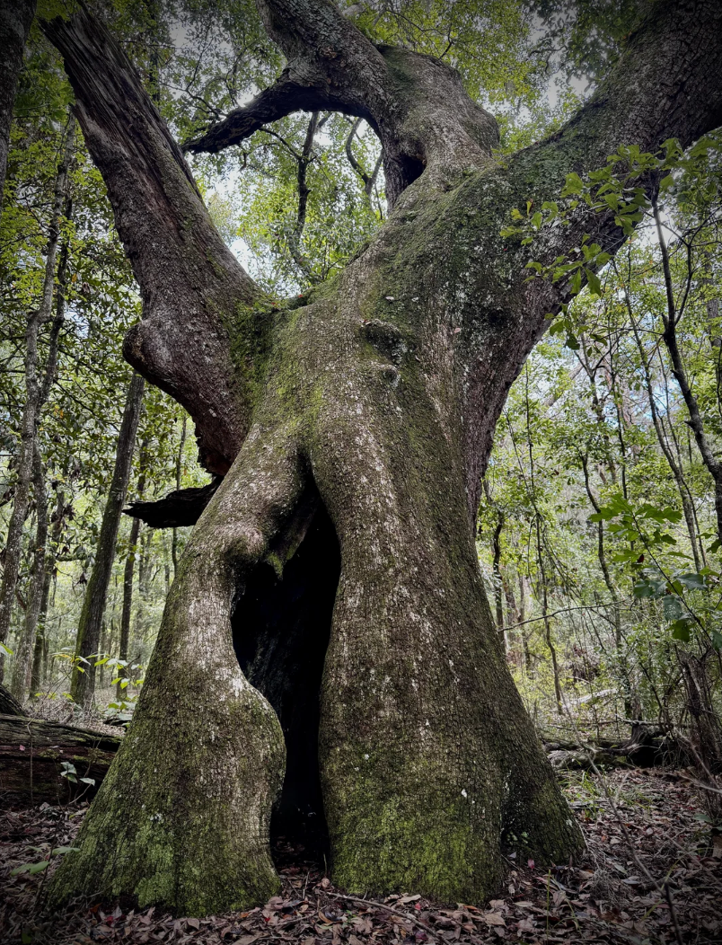 Ancient, wide-trunked histrion   with a unsocial   hollow, surrounded by dense forest, conveying a consciousness   of enigma  and nature&#x27;s resilience