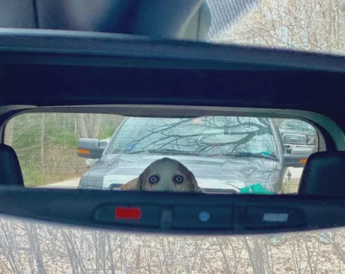 Dog peeks implicit    car   dashboard from rearview reflector  reflection, with trees and parked vehicles successful  the background
