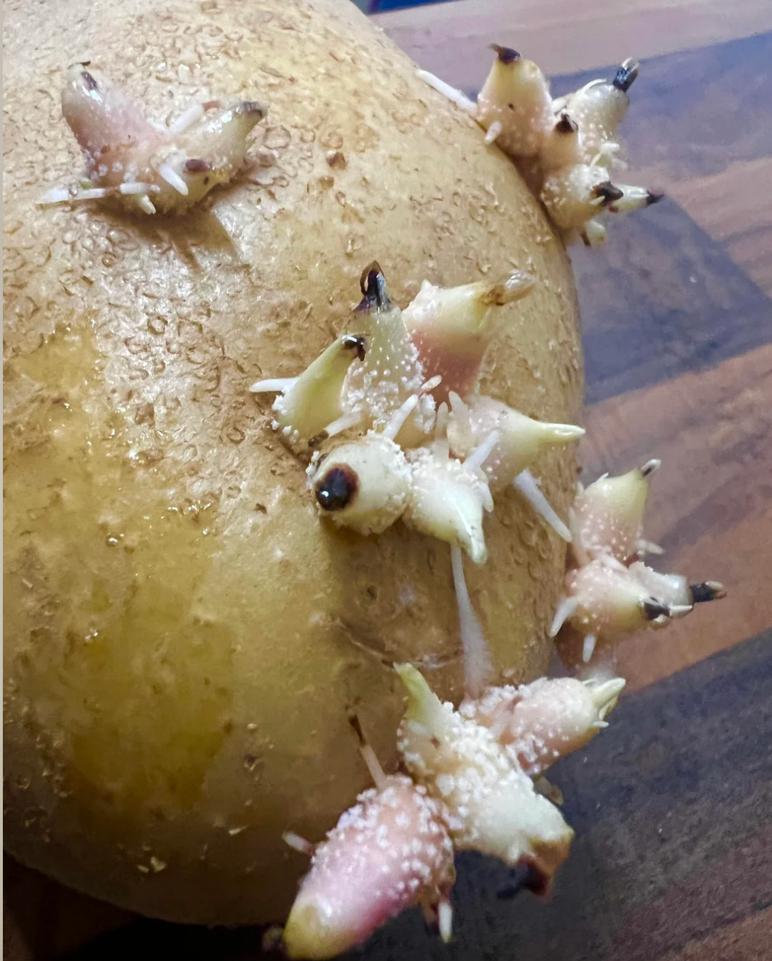 A sprouted murphy  with galore   protruding eyes and budding shoots connected  a woody  surface