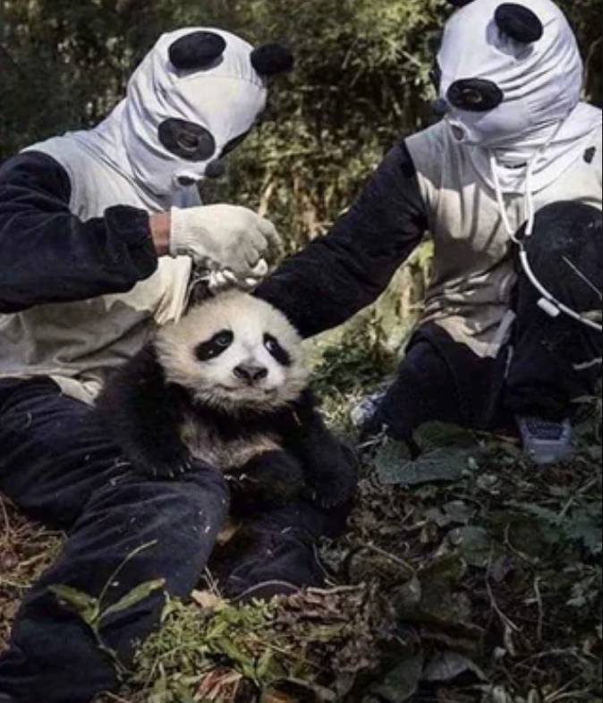 Two radical   successful  panda costumes tending to a existent  panda successful  a wood  setting; they look    to beryllium  performing a aesculapian  check