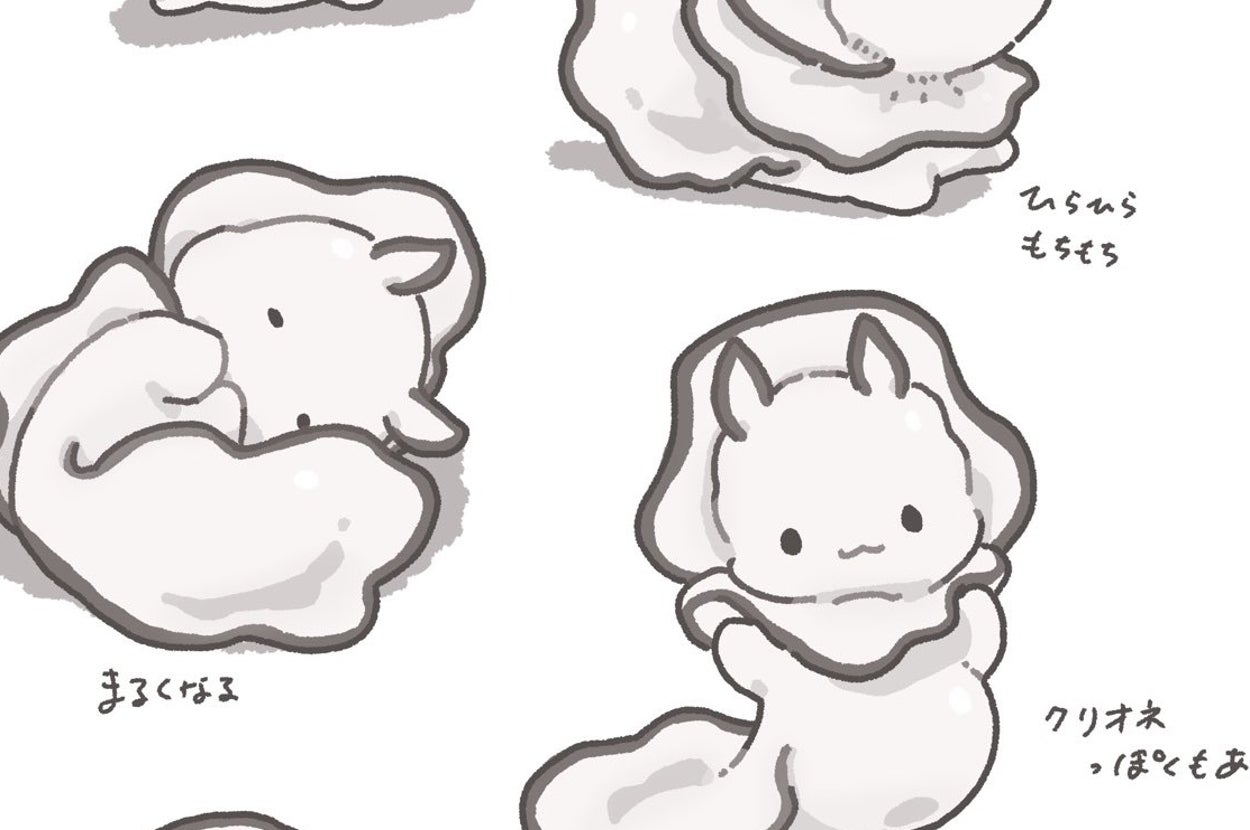 「カキウミウシ」のイラスト / 茶々さんのXアカウント（@tyairononeko）より