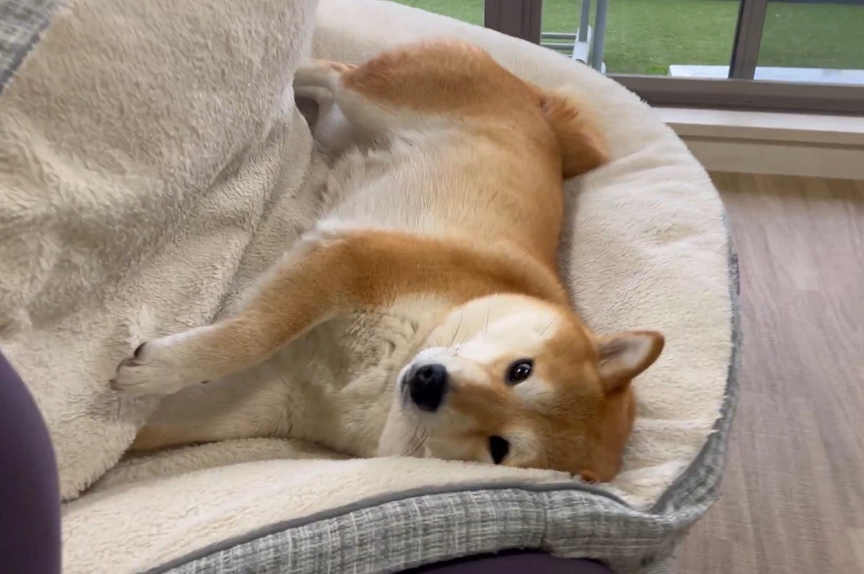 運搬された先で寝そべる豆しばのわらびちゃん / 「シヴァ犬こむぎっす 豆シヴァわらび」さんのXアカウント（@Shibamugi28）より