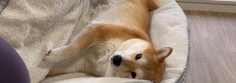 運搬された先で寝そべる豆しばのわらびちゃん / 「シヴァ犬こむぎっす 豆シヴァわらび」さんのXアカウント（@Shibamugi28）より