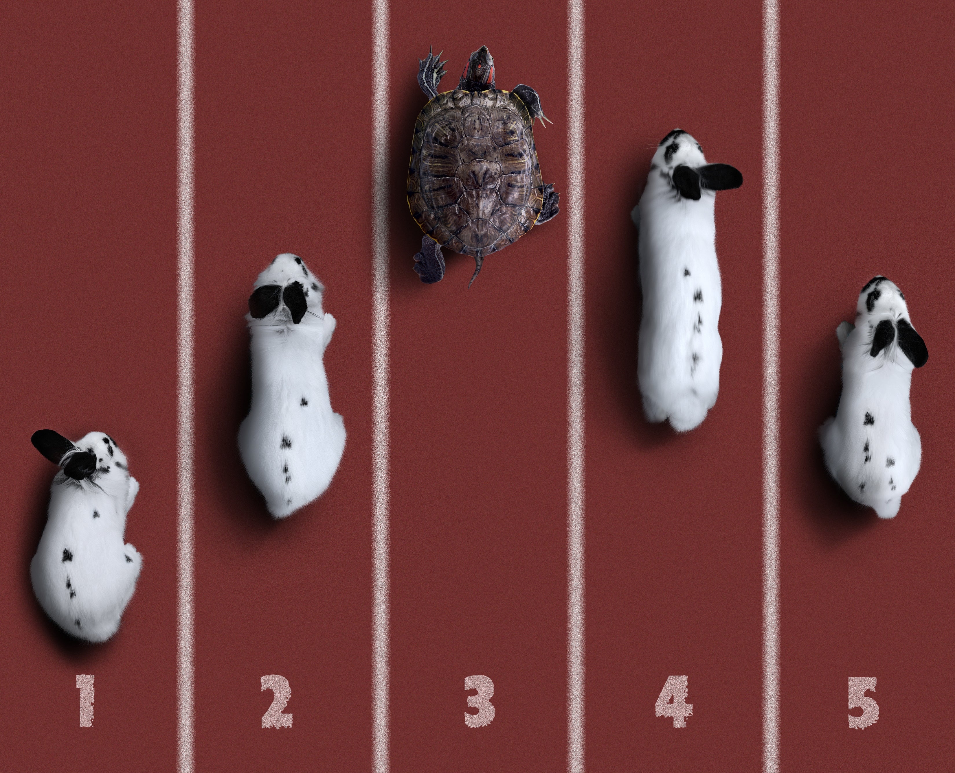Rush Rabbit Turtle Millennial Life Lessons Every Gen Z Should Know
