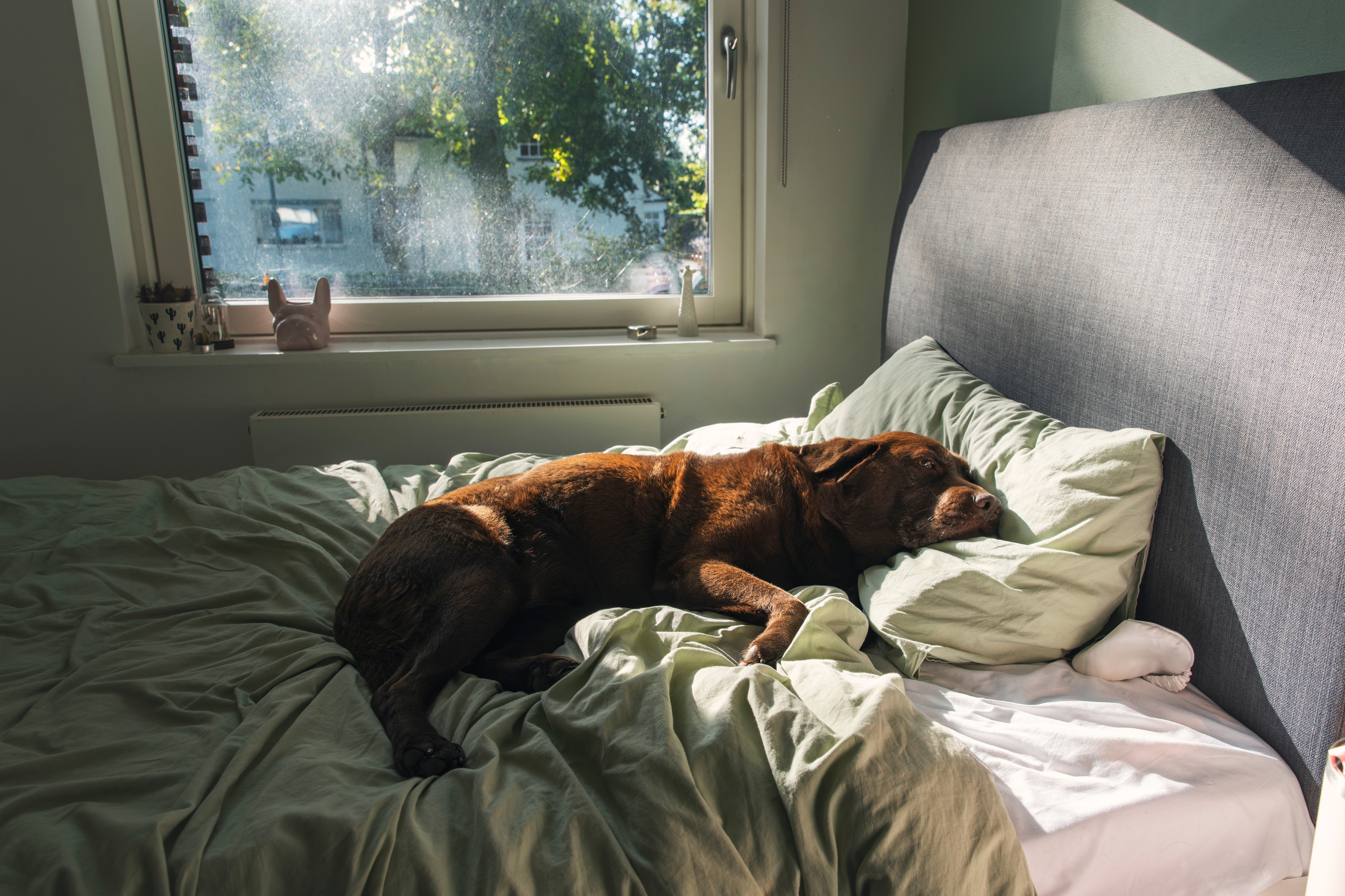 Hund som sover på en uoppredd seng med lys som strømmer gjennom et vindu