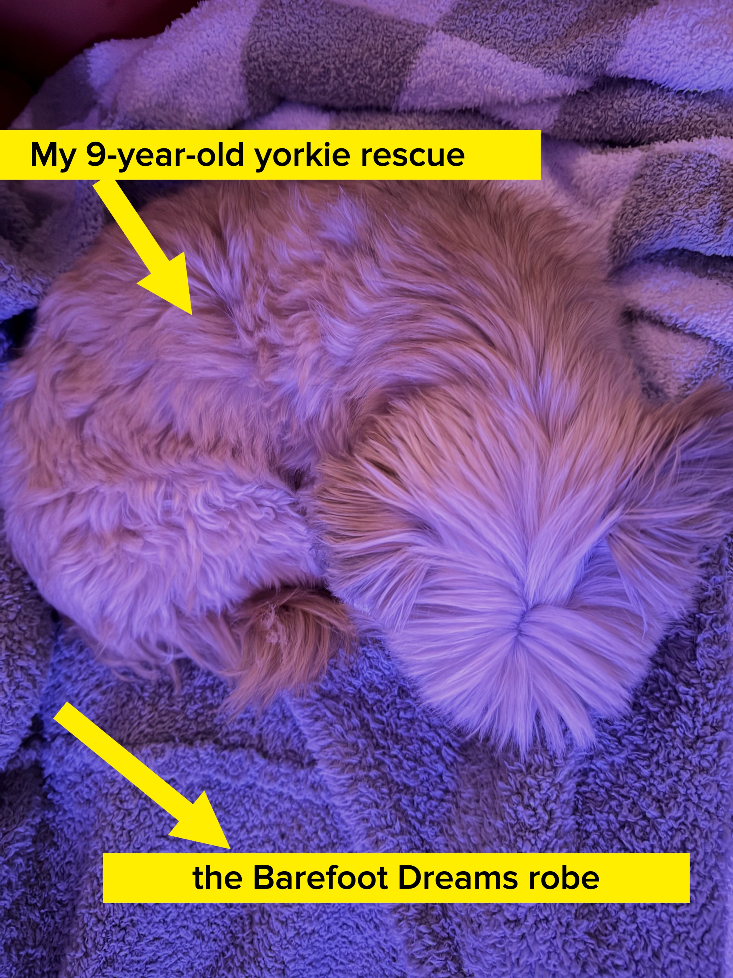 Fluffy hund krøllet sammen på et mykt teppe og sover rolig