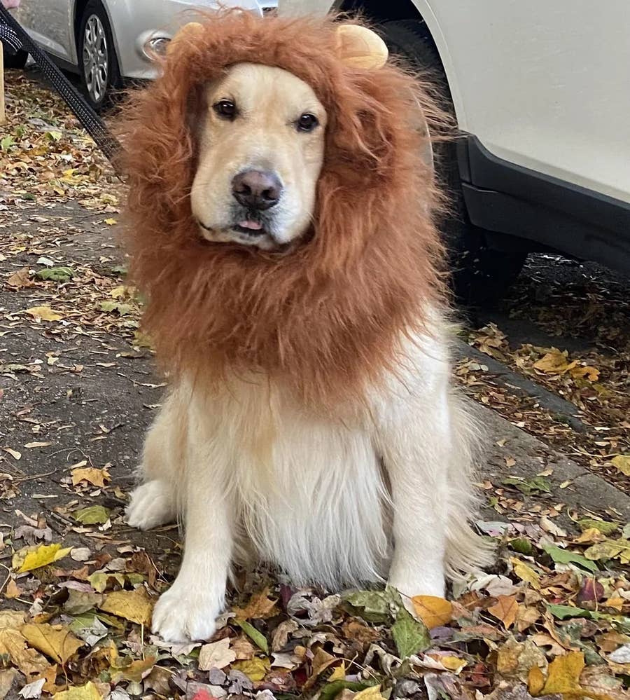 slim fit dress slacks Golden Retriever Costume Hat  Furvenzy