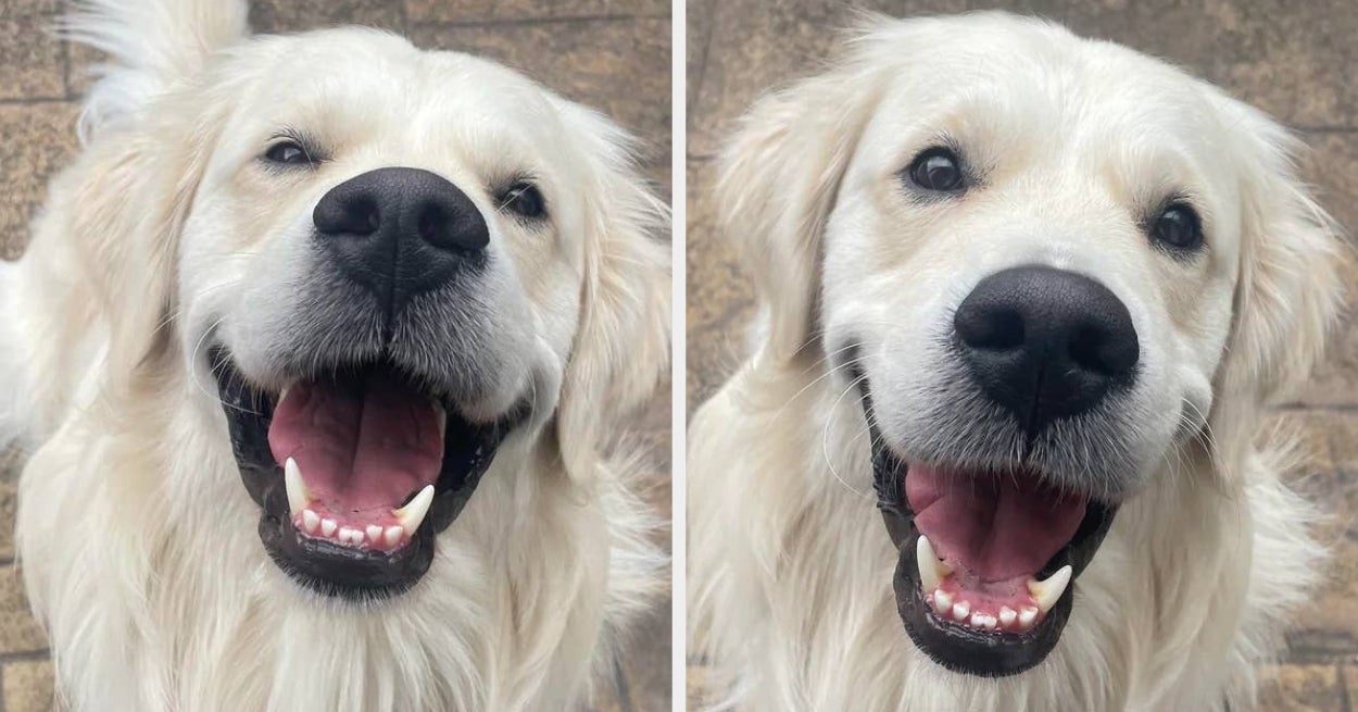 35 Times Golden Retrievers Proved They're Too Pure For This World - BuzzFeed