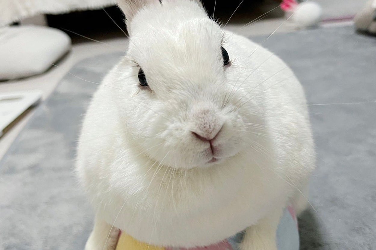 しろちゃんぴーちゃん／飼い主さんのX（@shirochanpiii）より