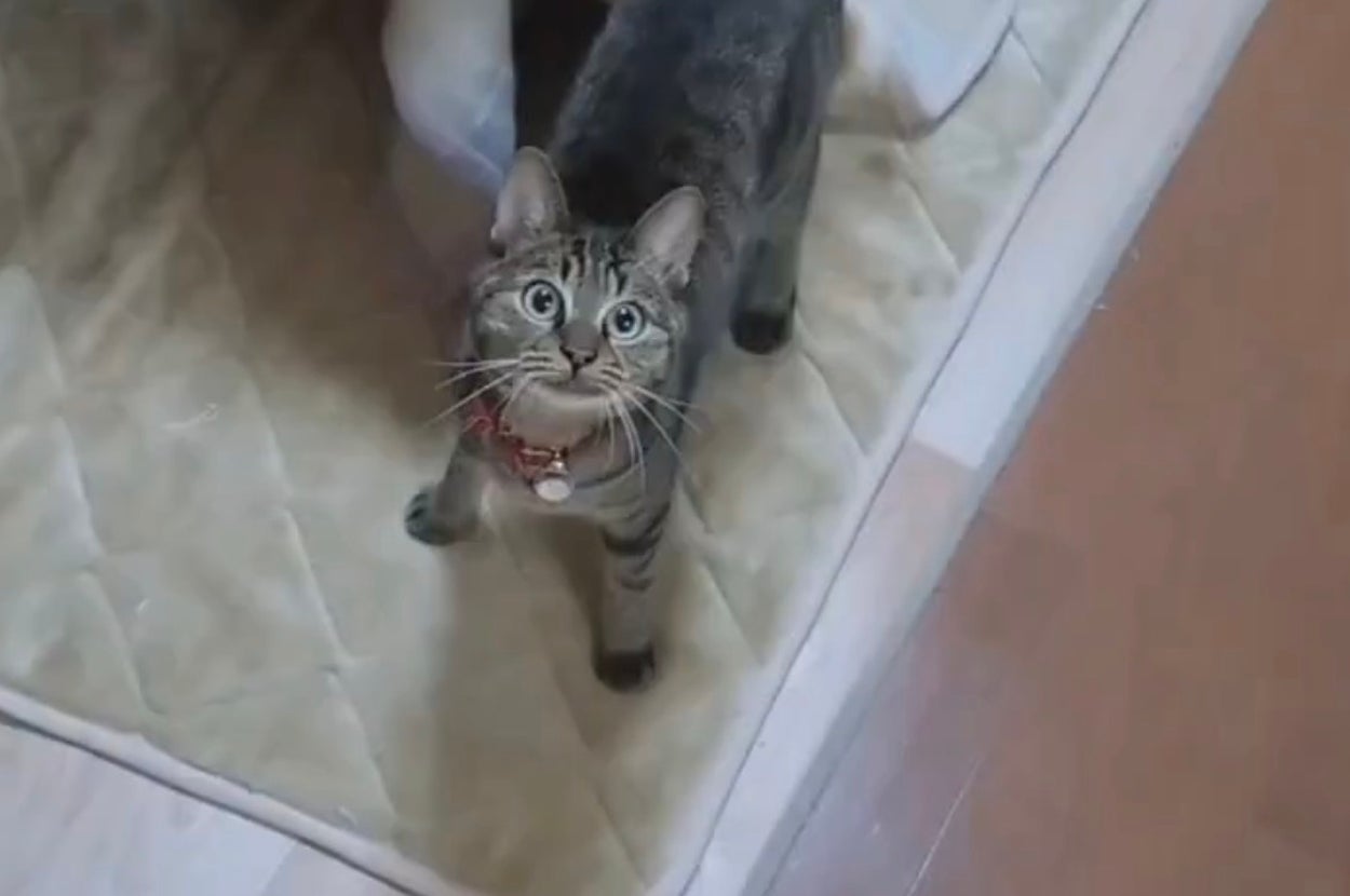 目を輝かせて飼い主さんを見上げるランちゃん / みぃさんのXアカウント（@Js4zeKqmJxbnVBS）より