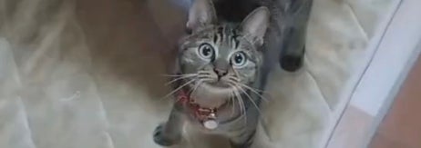 目を輝かせて飼い主さんを見上げるランちゃん / みぃさんのXアカウント（@Js4zeKqmJxbnVBS）より