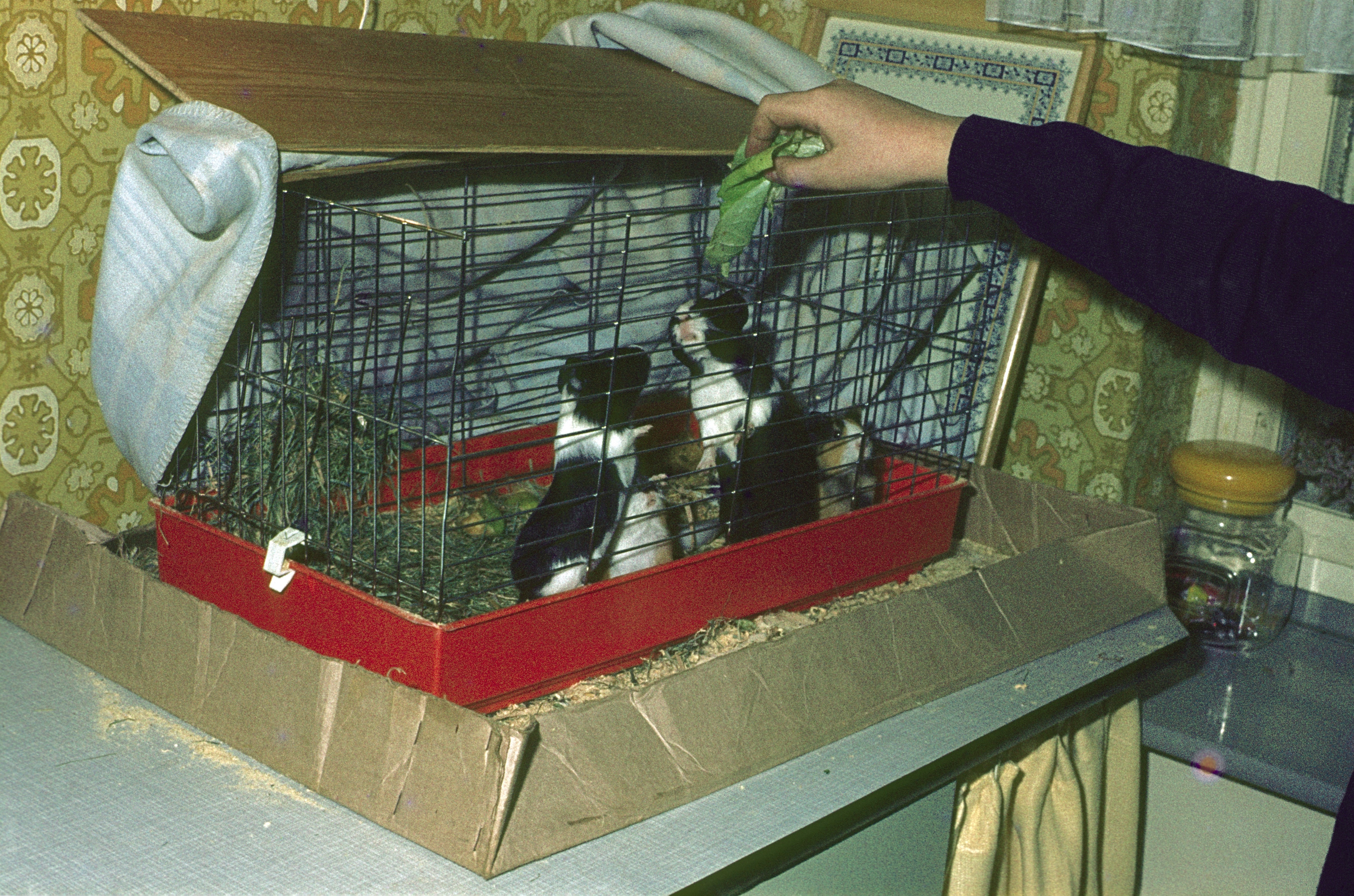 Person som mater marsvin i et bur på et bord med litt høy inni