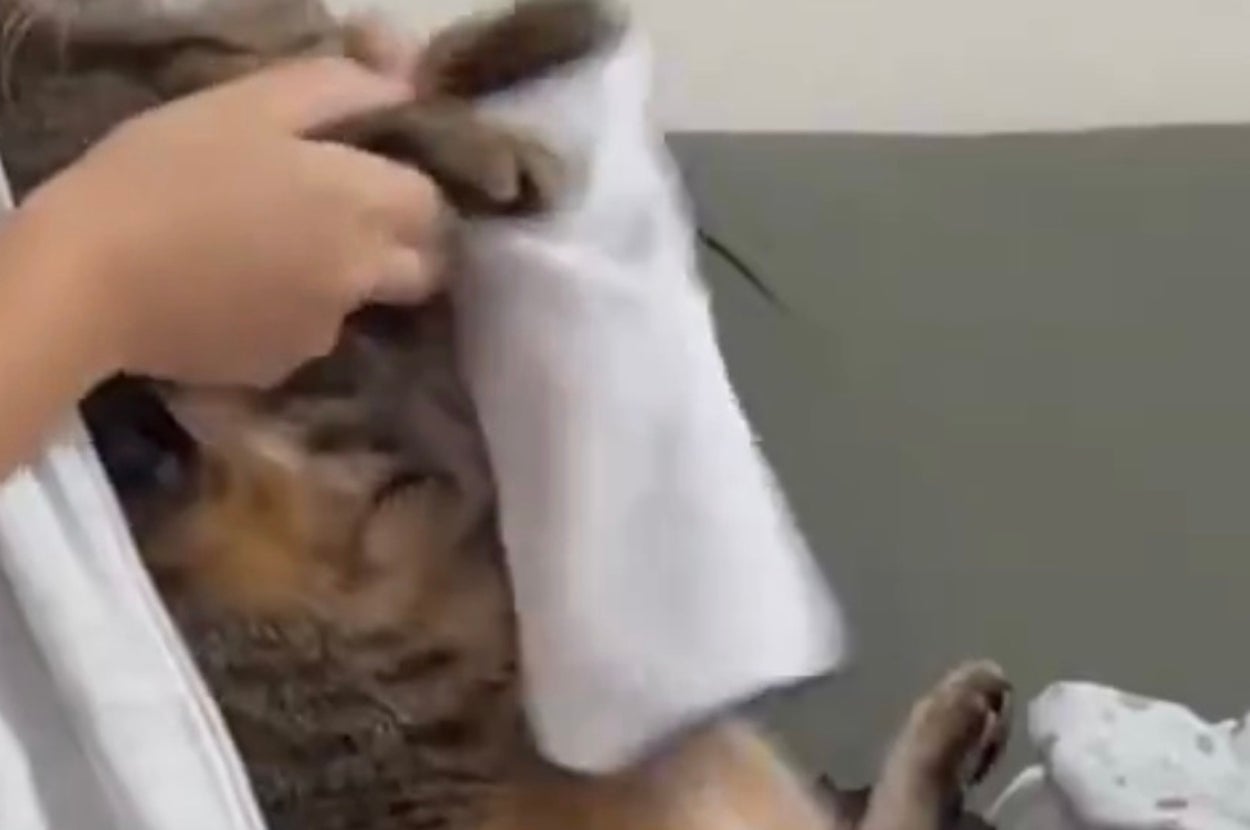 洗濯物を畳むお手伝いをするゆきちくん／飼い主さんのX（@wavemomchan）より