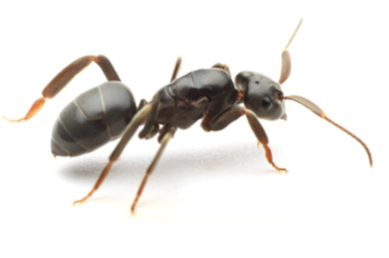 テラニシクサアリの新女王（島田拓撮影）