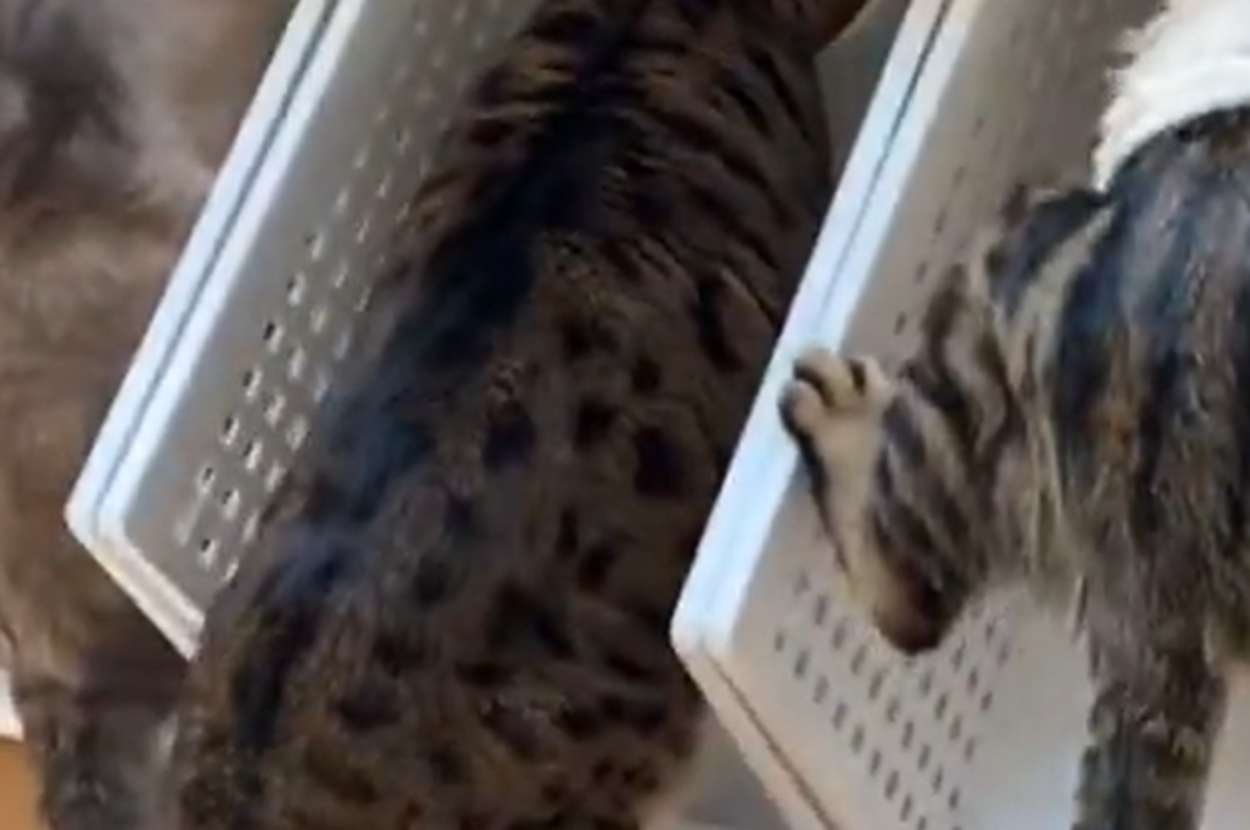 5匹の猫が横一列に並び、ご飯を食べている様子 / べじたりあん。（@nyan6niku）さんのXより