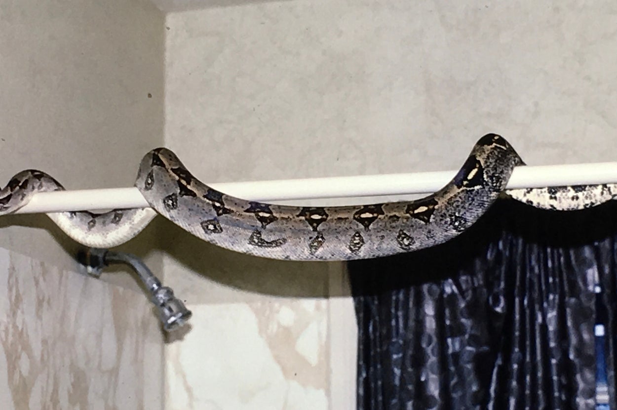 シャワーカーテンロッドに巻き付く大きな蛇がいる浴室。