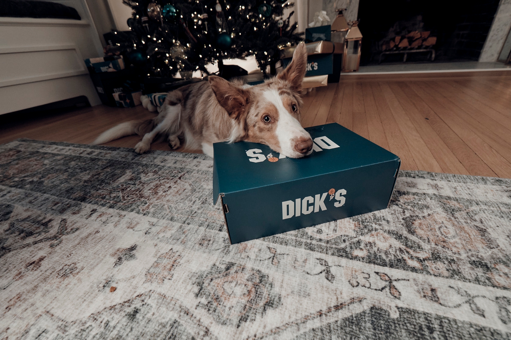 Dog lying on a rug, resting its head on a Dick's Sporting Goods box, with a decorated Christmas tree in the background