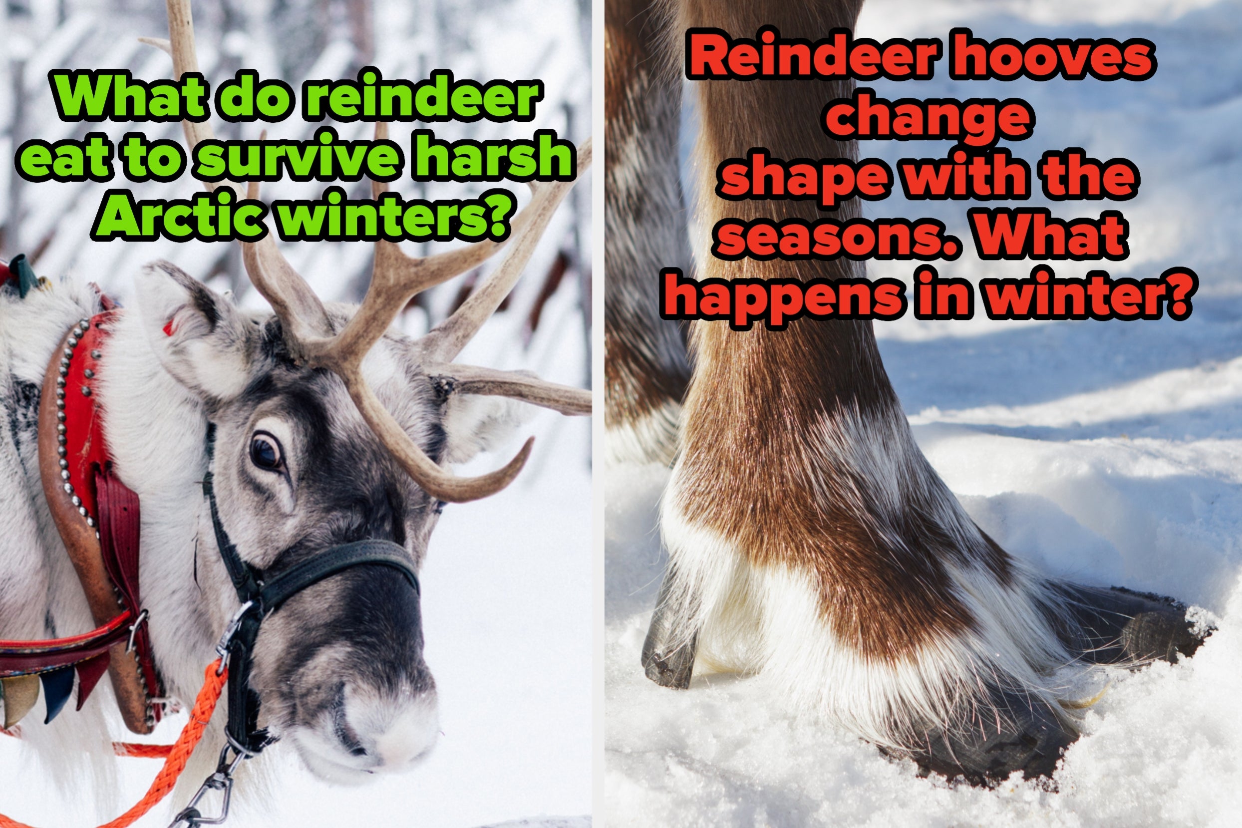 Are You A Reindeer Rookie Or North Pole Pro?