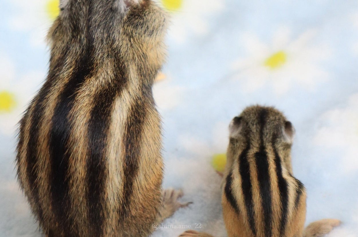 シマリス親子の背中（シマリスのしまとあめさんのXアカウントより）
