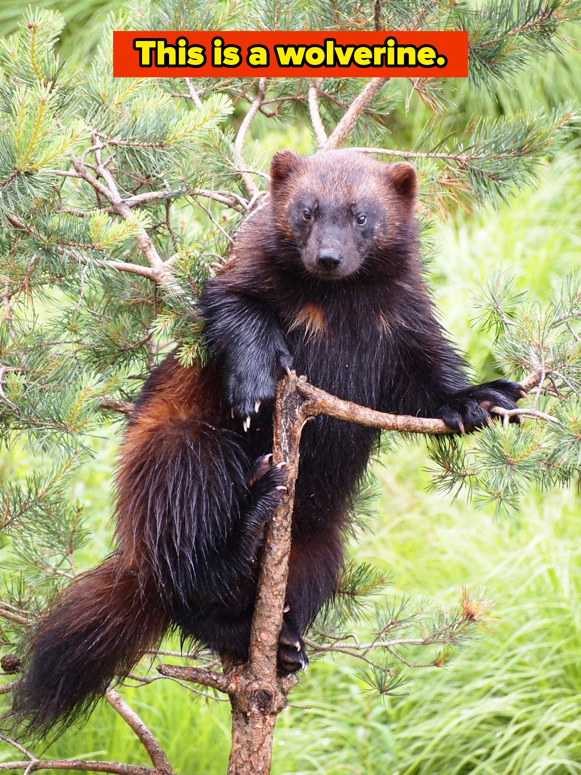 "this is a wolverine"