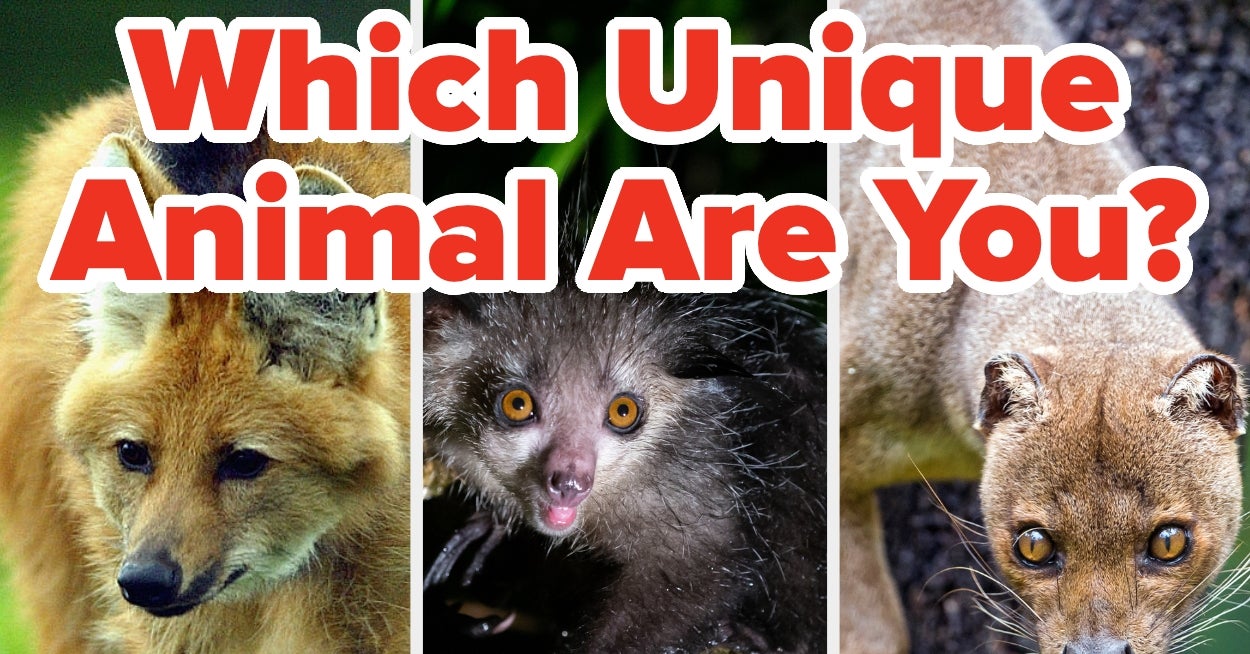 Choose Some Foods And I'll Tell You Which Unique Animal You Are!