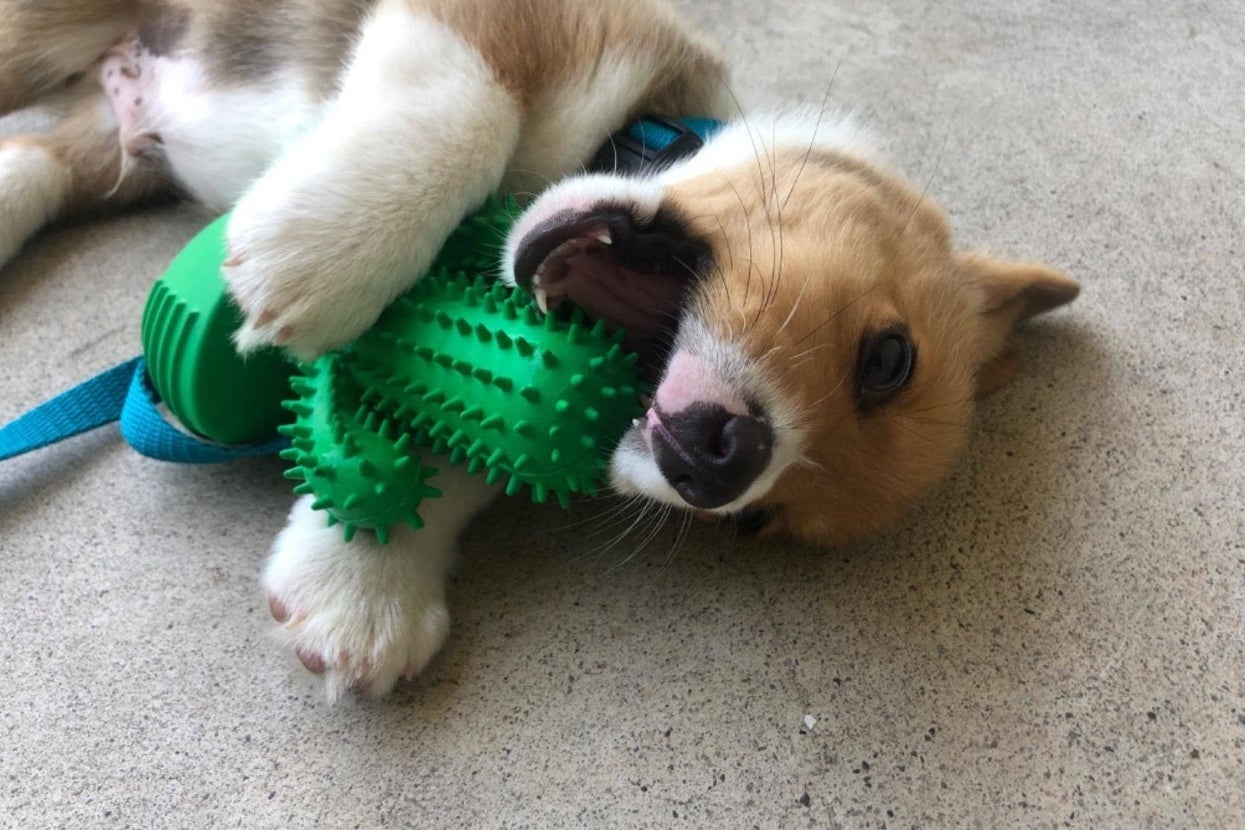 Don’t Forget About Your Pets This Holiday Season, Grab Them (At Least) One Of These 28 Gifts To Give Them Some Holiday Cheer