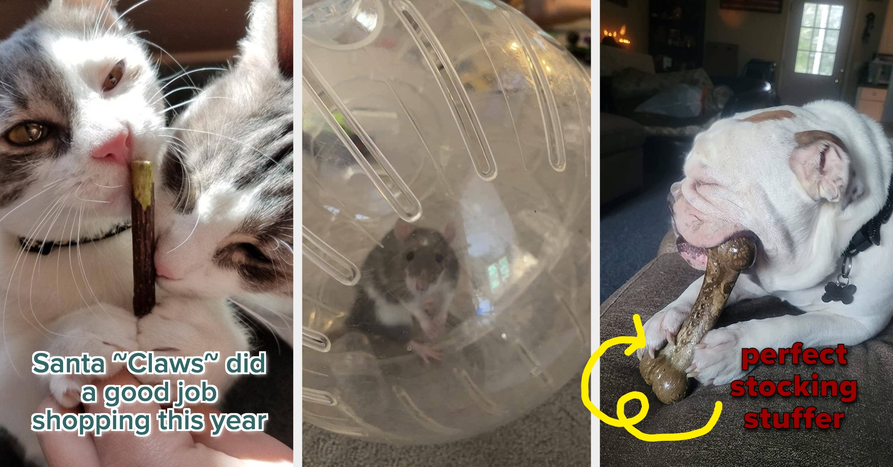 28 Gifts To Give Your Pets Some Holiday Cheer - BuzzFeed