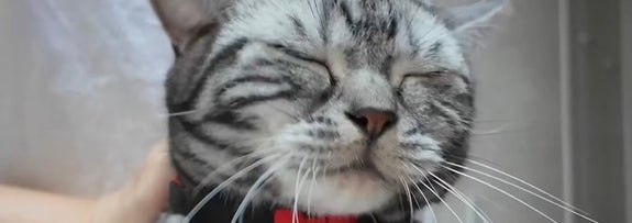 膝の上で撫でられるハロウィン仮装のりんくん / MIU&RINさんのXアカウント（@MIUandRIN521117）より