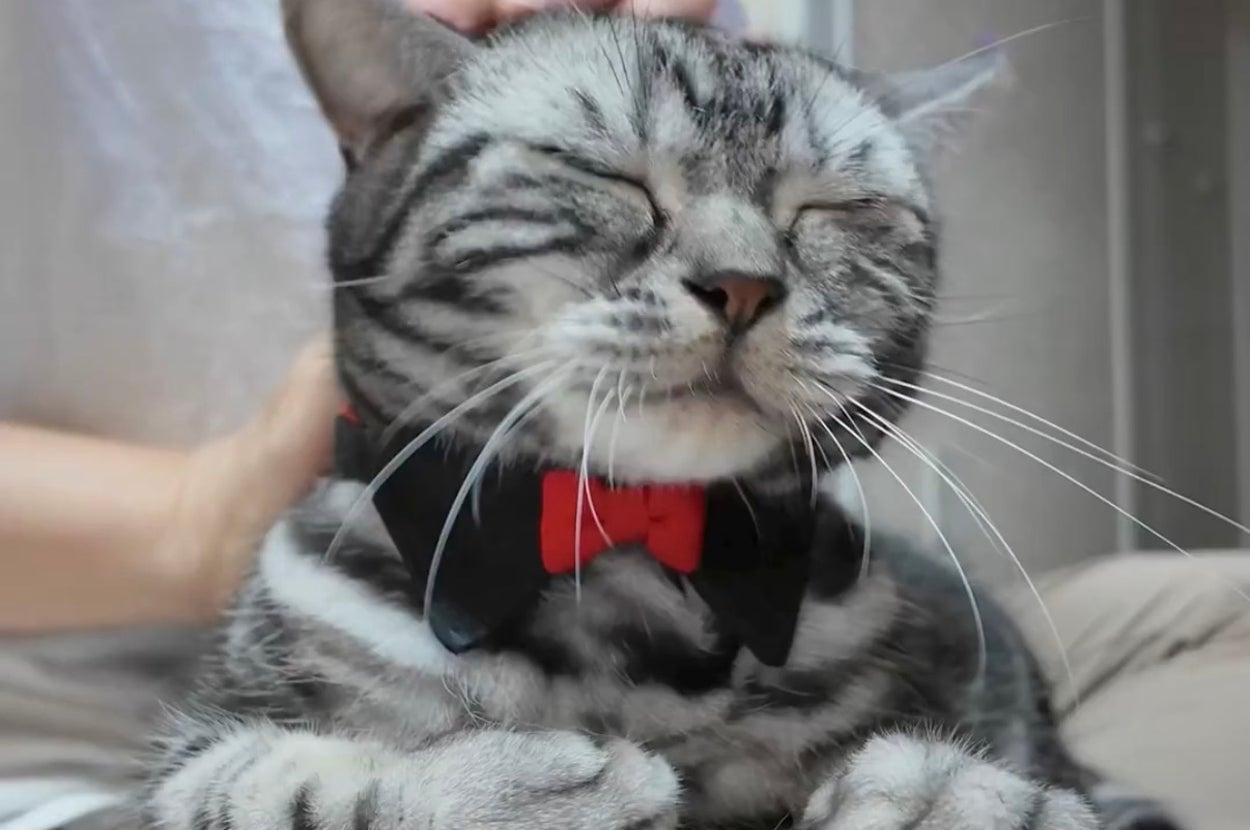 膝の上で撫でられるハロウィン仮装のりんくん / MIU&RINさんのXアカウント（@MIUandRIN521117）より