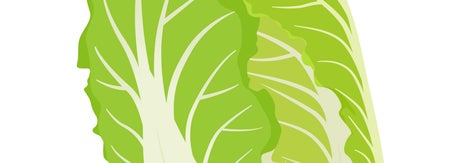白菜のイラスト（AKO / Getty Images）