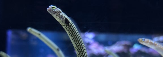 砂から顔を出している複数のチンアナゴ / すみだ水族館（@Sumida_Aquarium）のXより