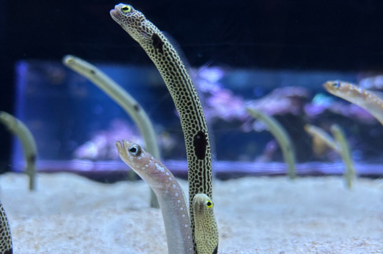 砂から顔を出している複数のチンアナゴ / すみだ水族館（@Sumida_Aquarium）のXより