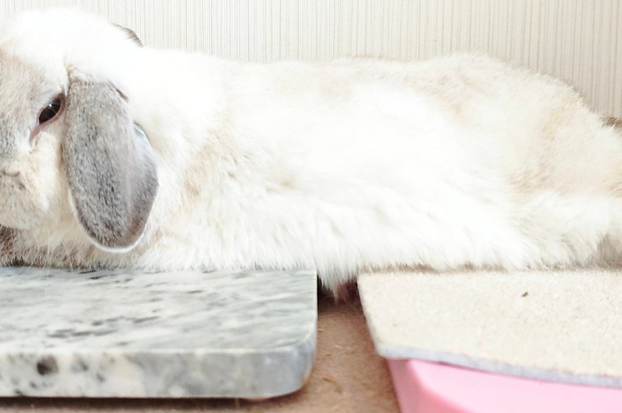 ドヤ顔なしろちゃん（しろきのさんのXアカウントより）