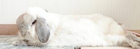 ドヤ顔なしろちゃん（しろきのさんのXアカウントより）