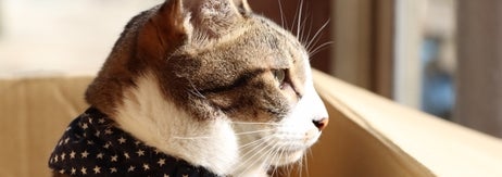 猫の横顔（写真ACより）